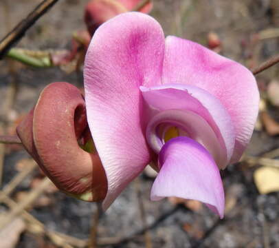 Image of Vigna antunesii Harms