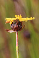 Image of yellow-eyed-grass family