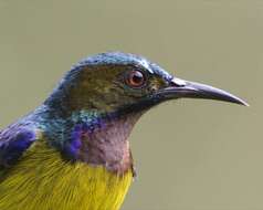 Image of Brown-throated Sunbird