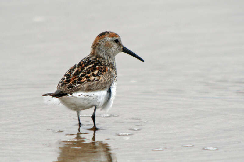 Image of Calidris Merrem 1804