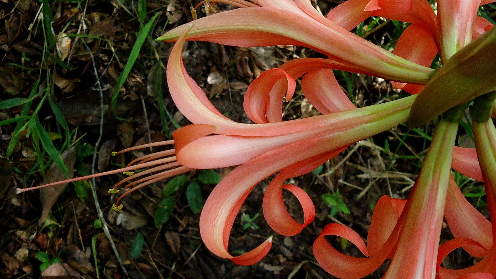 Слика од Hippeastrum stylosum Herb.