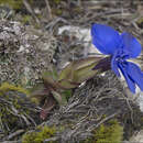 Image of Gentiana brachyphylla subsp. favratii (Rittener) Tutin