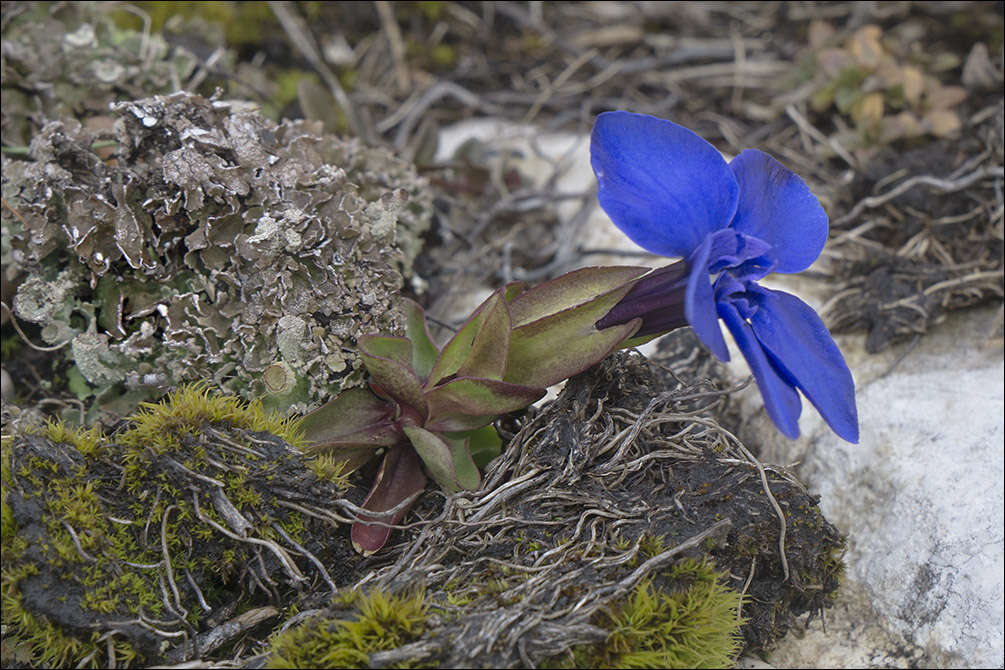 Image of Gentiana brachyphylla subsp. favratii (Rittener) Tutin