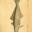 صورة Eleginops maclovinus (Cuvier 1830)