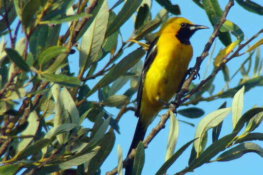 Imagem de Icterus cucullatus Swainson 1827