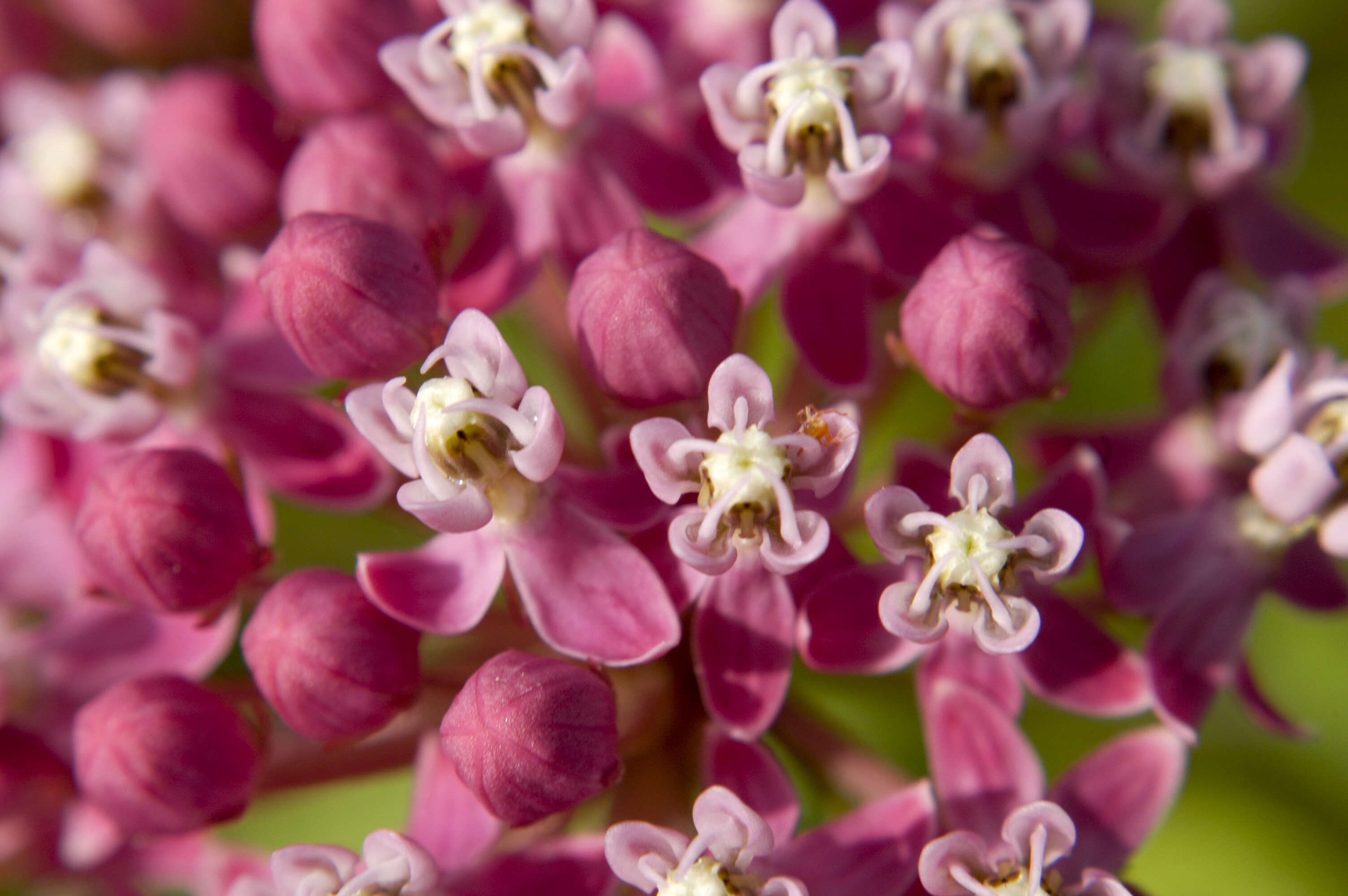 Image of milkweed