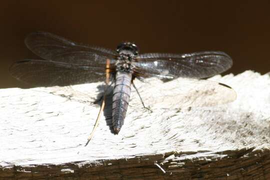 Image of Chalk-fronted Corporal