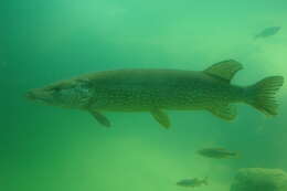 Image of Northern pike