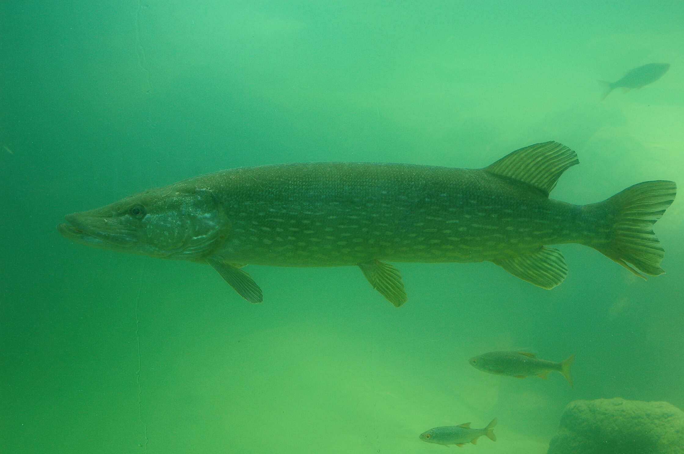 Image of Northern pike