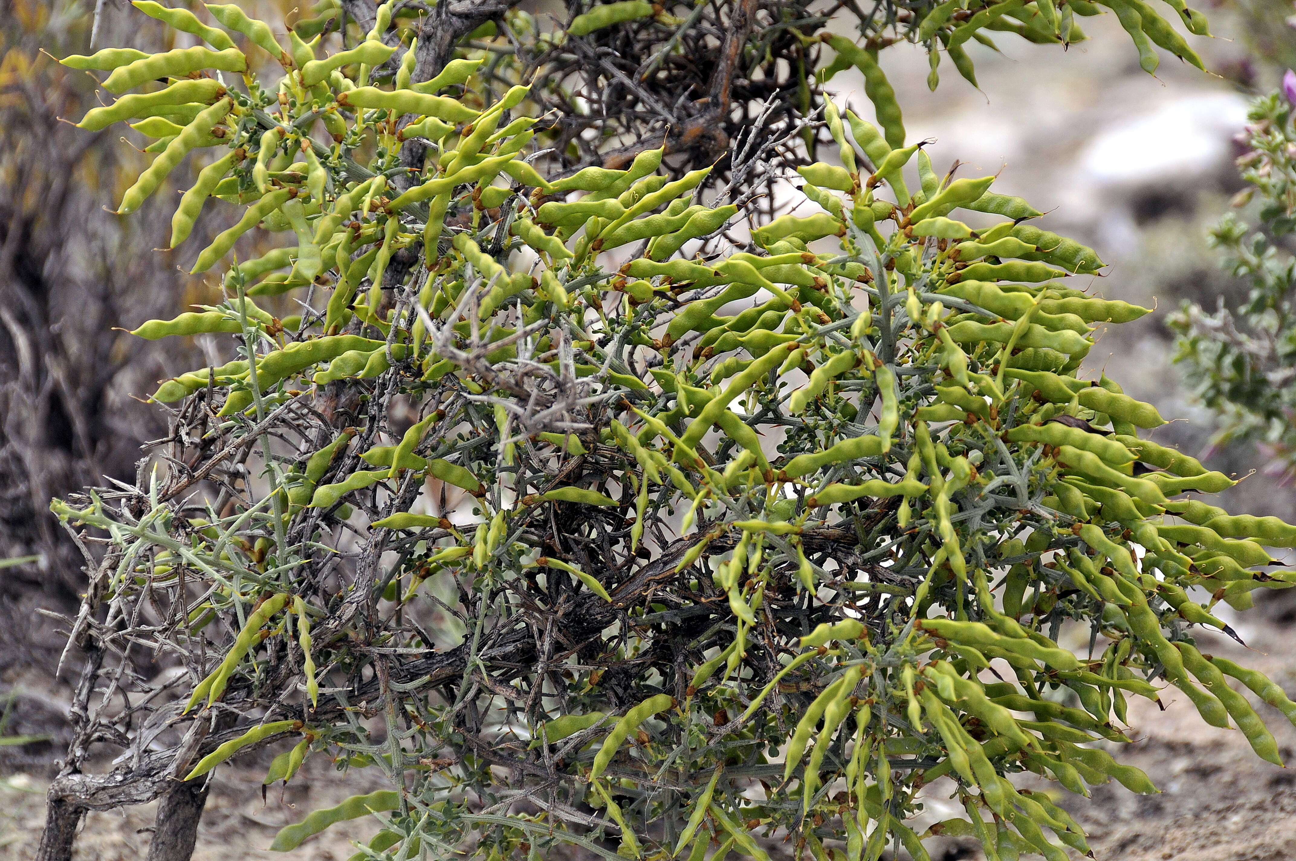 Image of Genista scorpius (L.) DC.