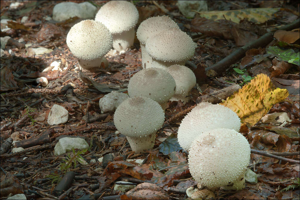 Image of Lycoperdon