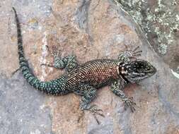 Image of Duges' Spiny Lizard