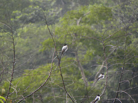 Image of Fork-tailed Flycatcher