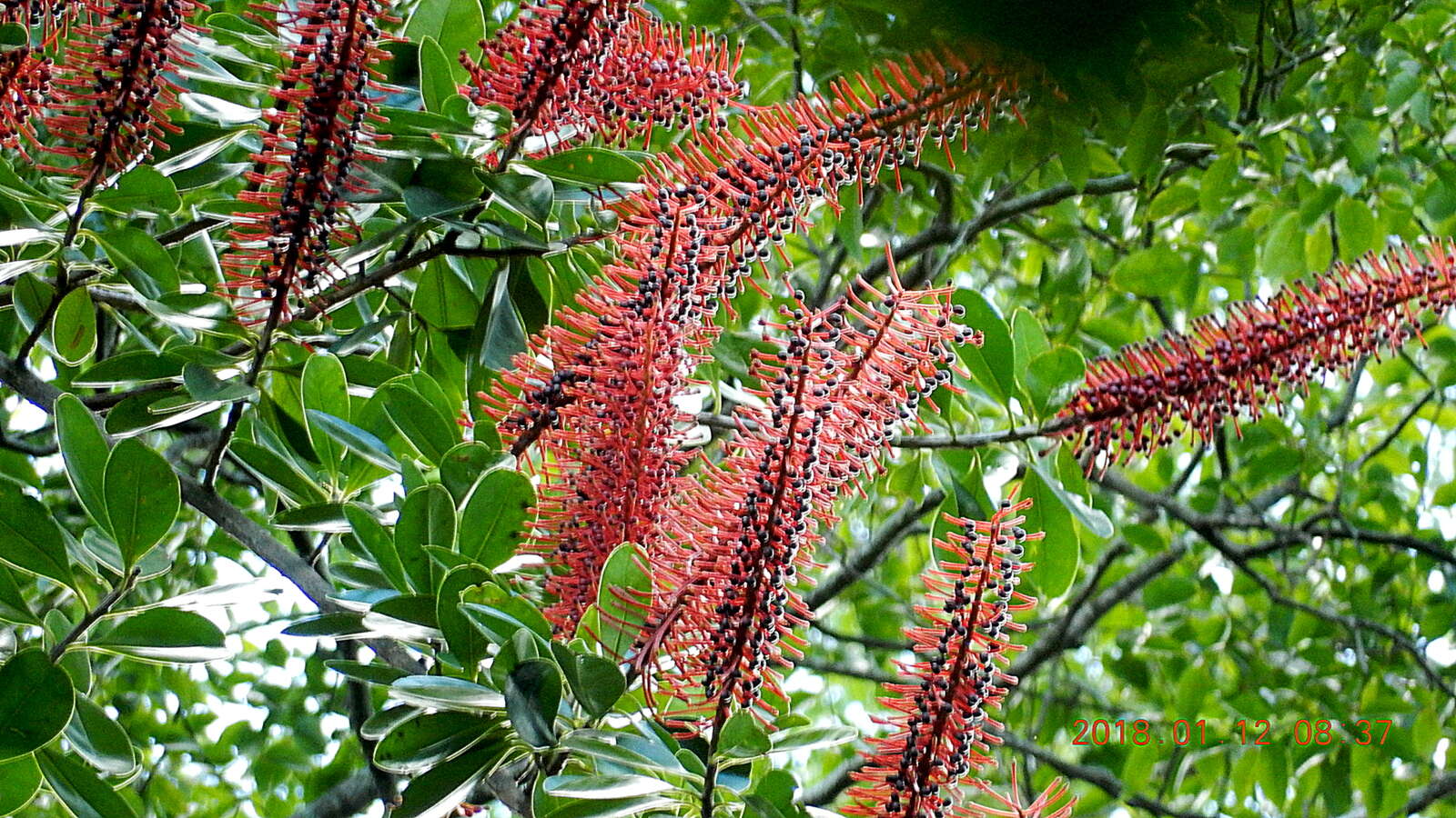 Schwartzia brasiliensis (Choisy) Bedell ex Gir.-Cañas resmi