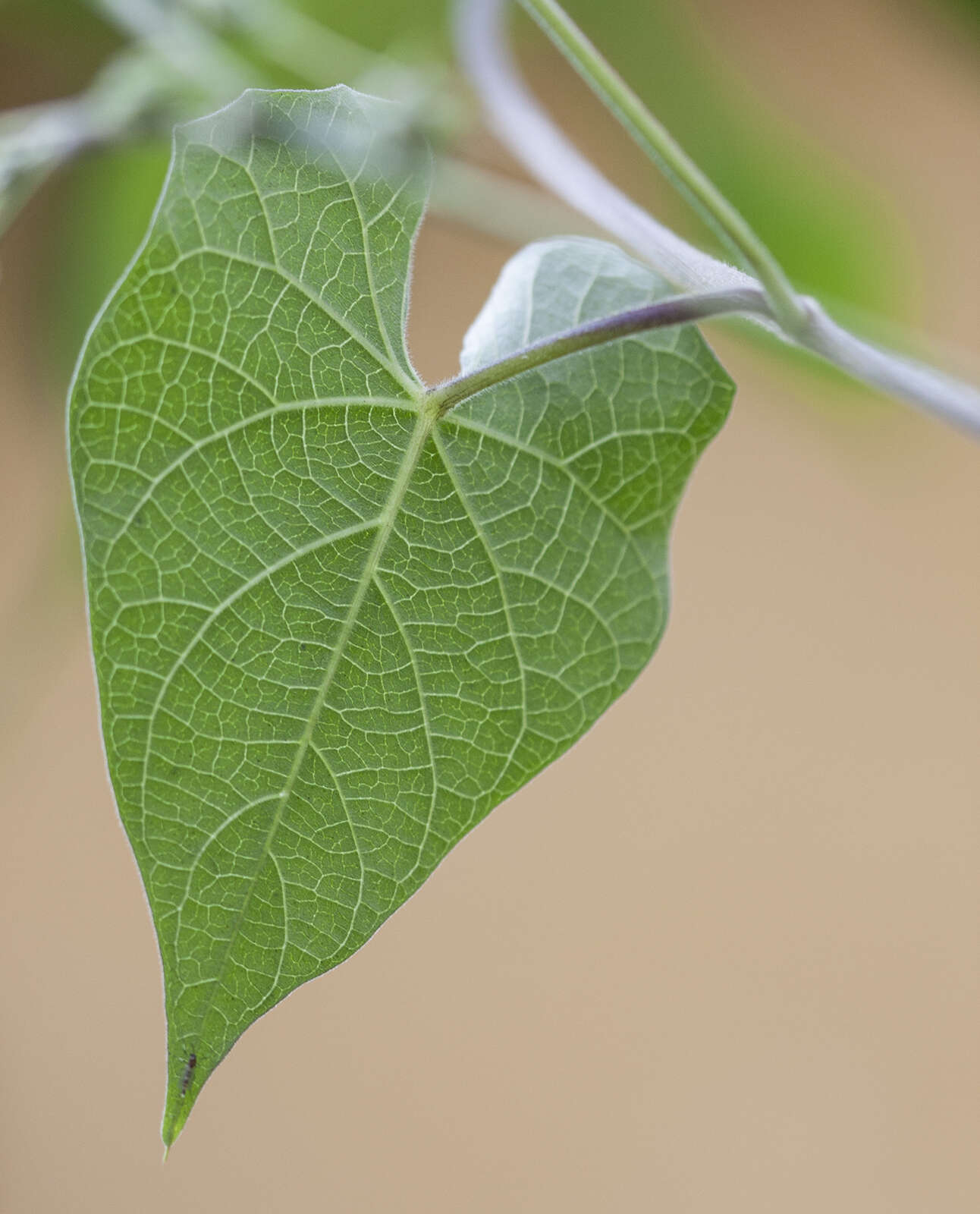 Image of Ipomoea cholulensis Kunth