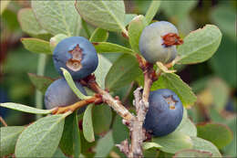 Image of Vaccinium uliginosum subsp. microphyllum Lange