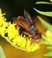 Image of Phasia hemiptera (Fabricius 1794)