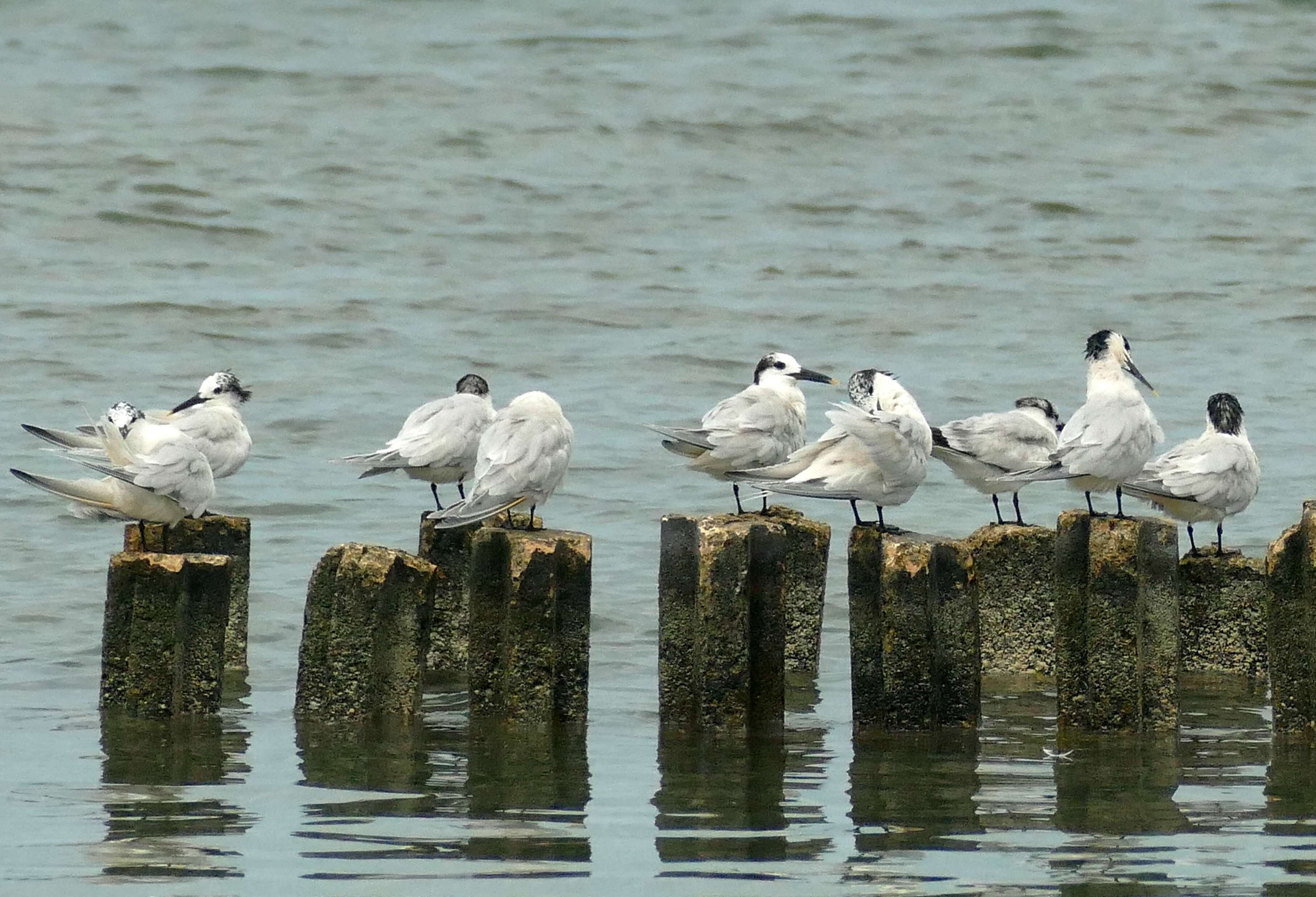 Image of Sandwich Tern