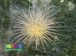 Image of ceriantharian anemones