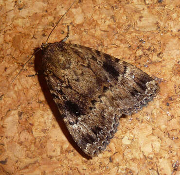 Image of copper underwing