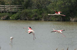 Imagem de Phoenicopterus Linnaeus 1758