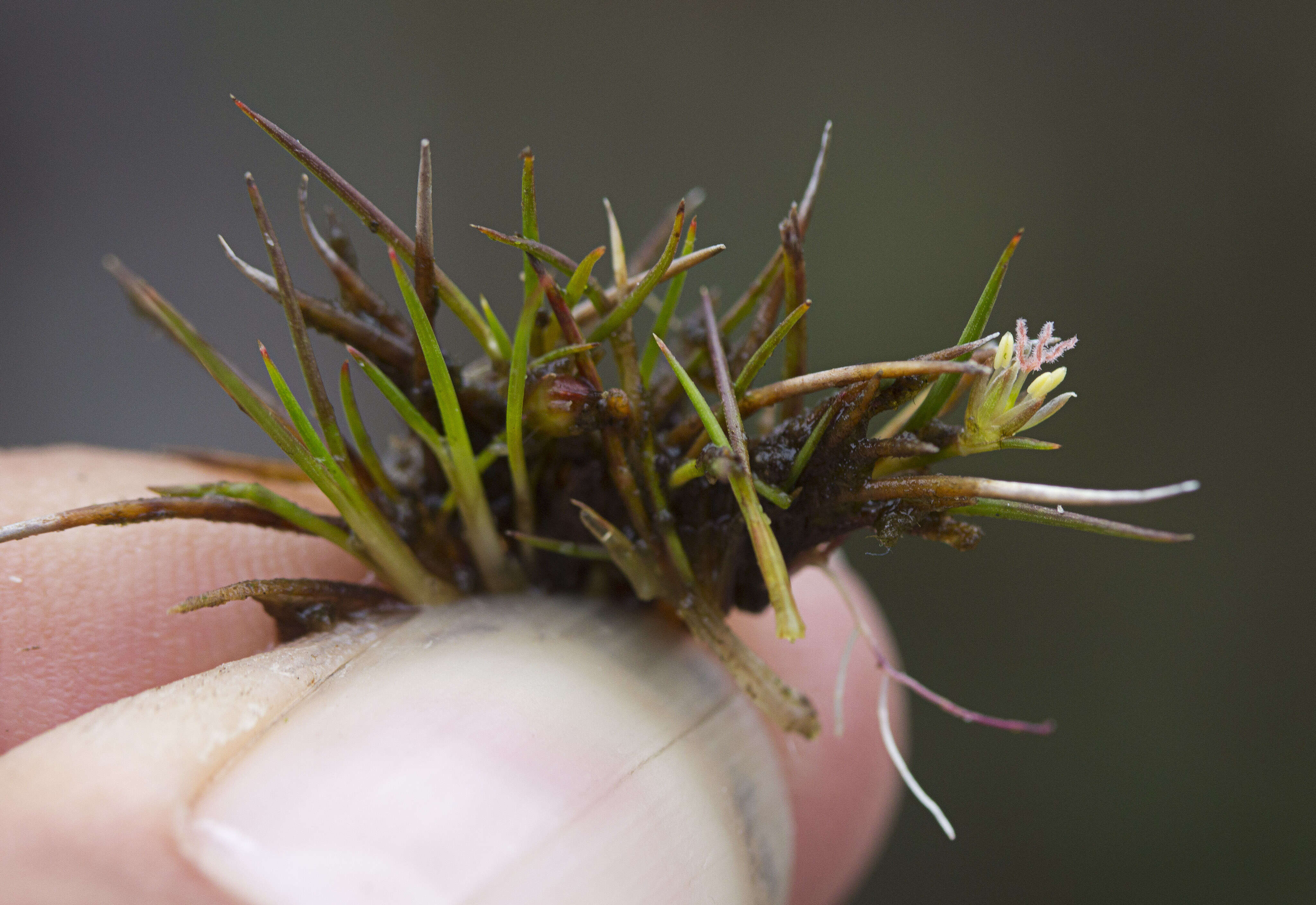 Image of Juncus ratkowskyanus L. A. S. Johnson