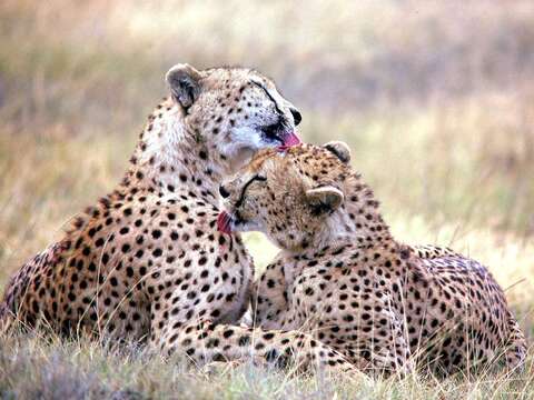 Image de Acinonyx Brookes 1828