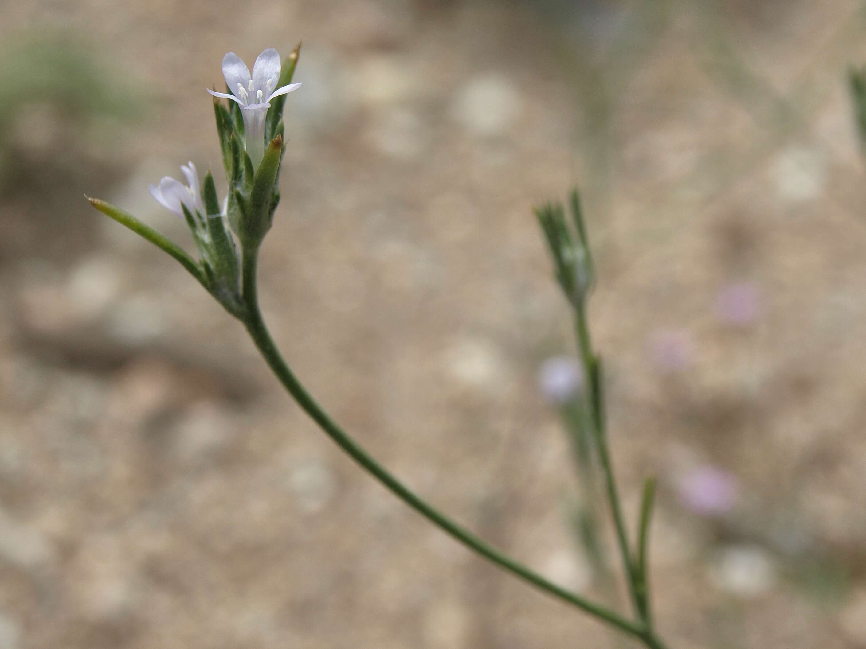 Image of Great Basin woollystar