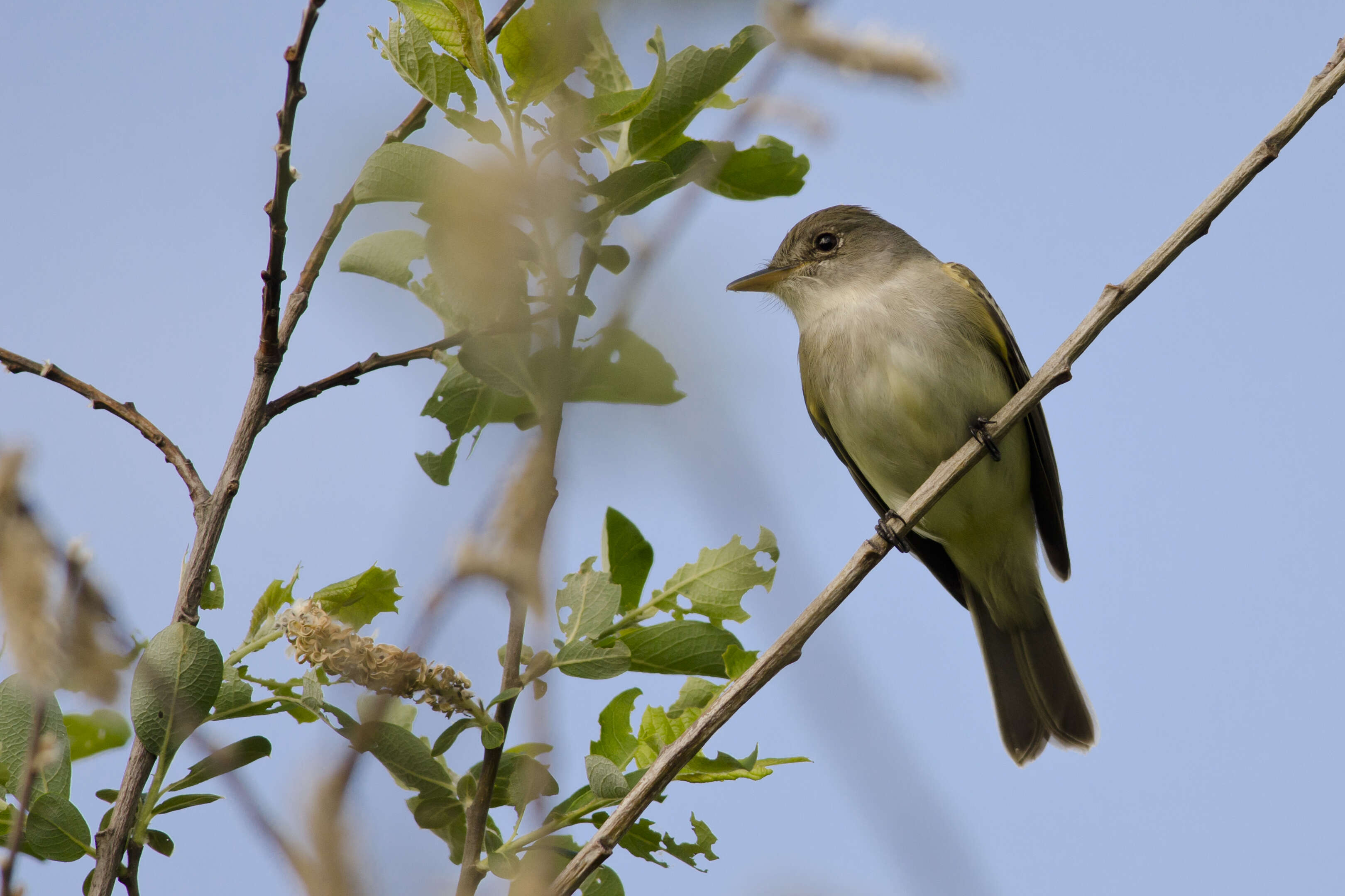 Image of Empidonax Cabanis 1855