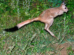 Image of South African Spring Hare