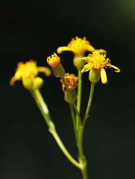 Image of Senecio doria L.