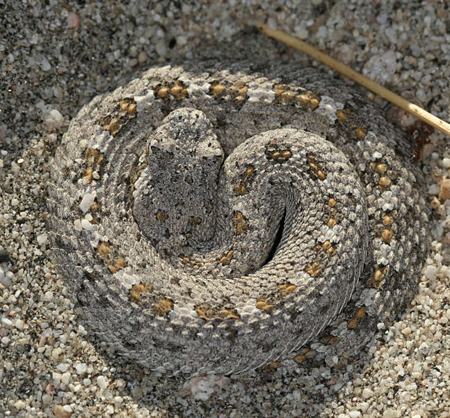 Image of Crotalus Linnaeus 1758