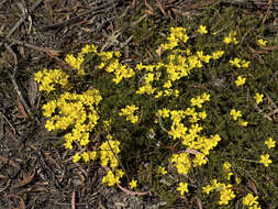 Hibbertia prostrata Hook. resmi