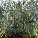 Слика од Buddleja asiatica Lour.