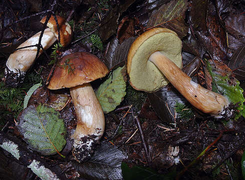 Image of Boletus fibrillosus Thiers 1975