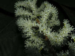 Image of Miconia trinervia (Sw.) D. Don ex Loud.