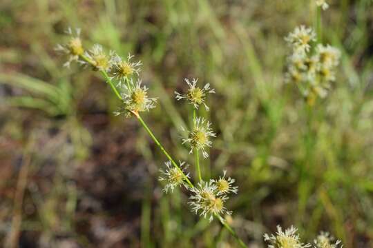 Juncus scirpoides Lam. resmi