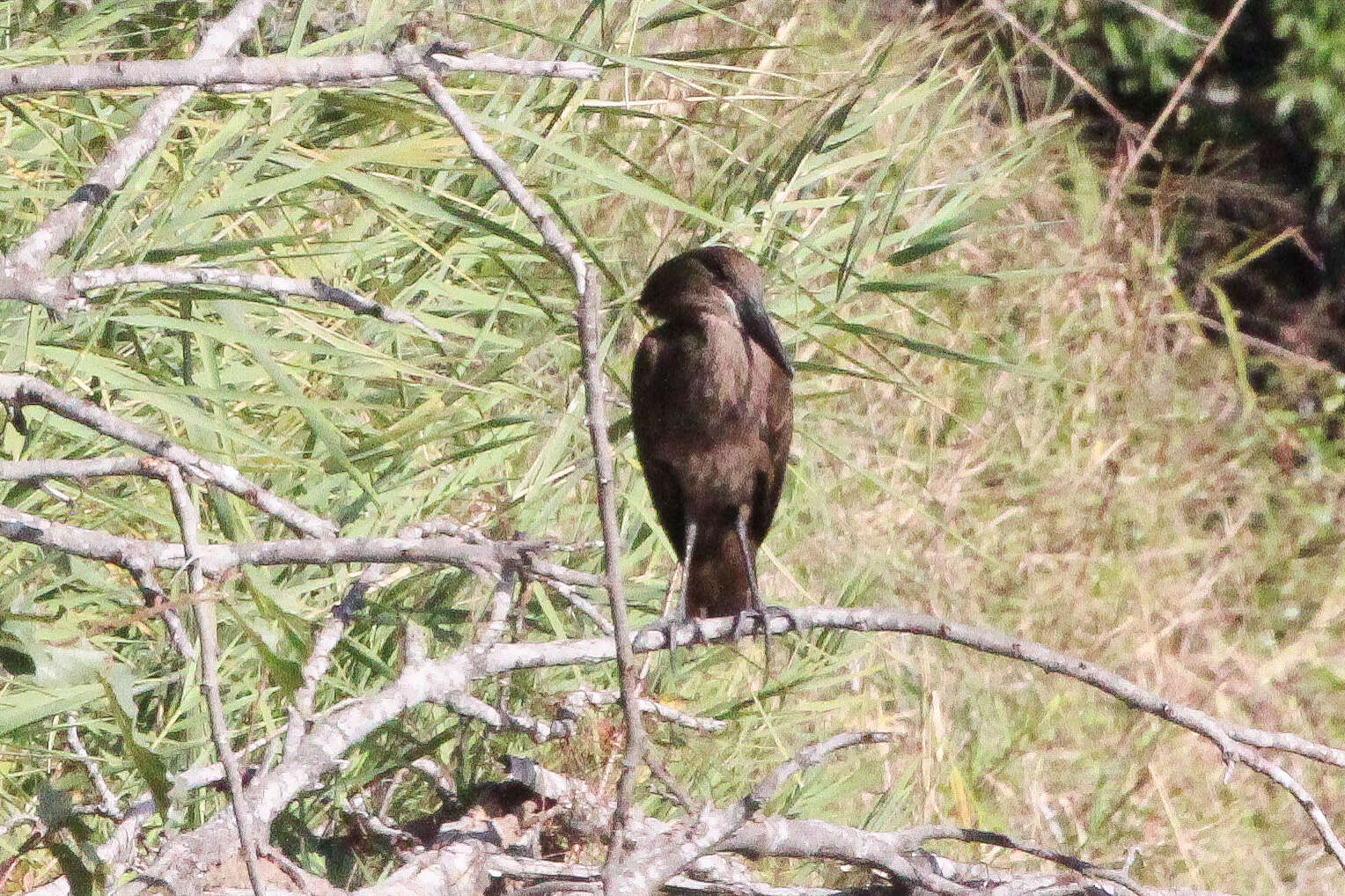 Image of hamerkop