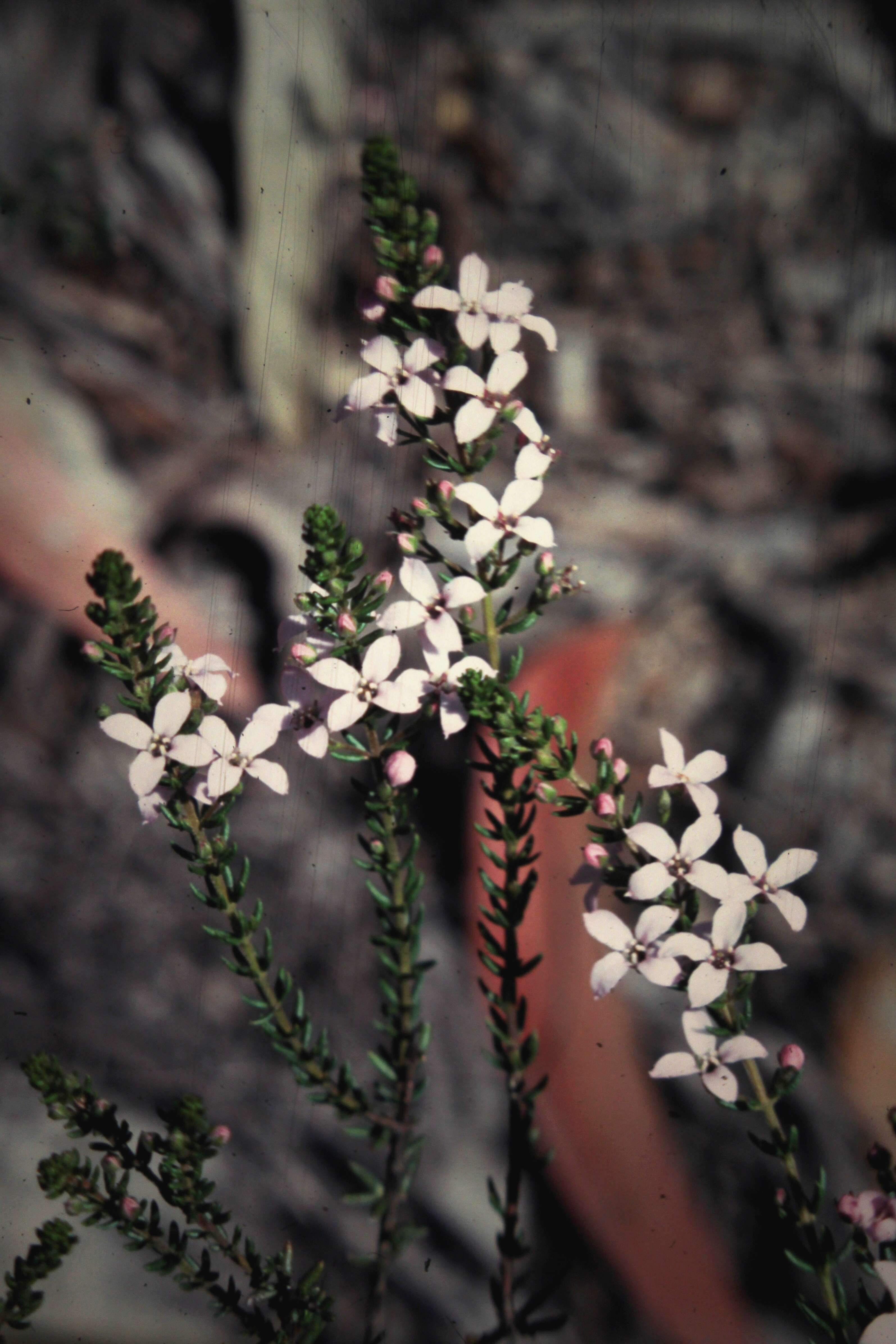 Image of Zieria aspalathoides A. Cunn. ex Benth.