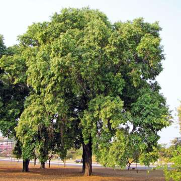 Image of Java plum