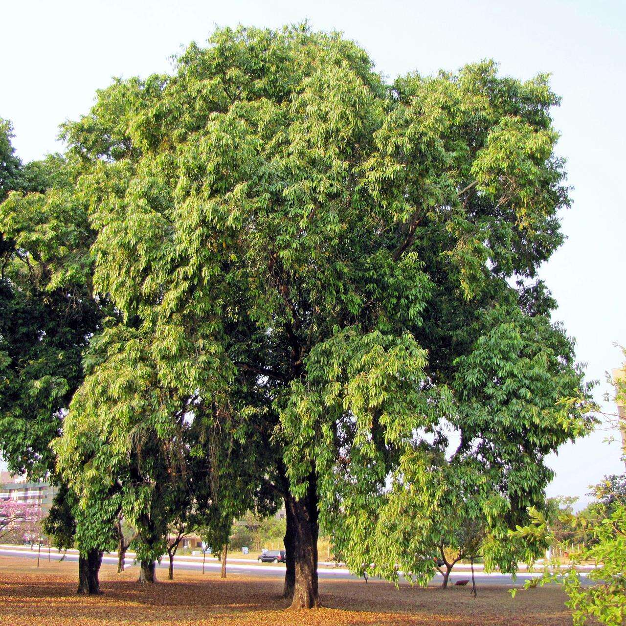 Image of Bush Cherries