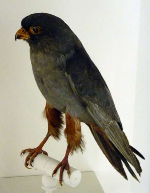 Image of Red-footed Falcon