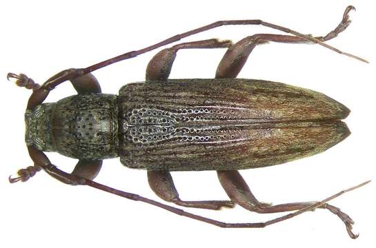 Mycerinopsis umbratica (Pascoe 1865) resmi