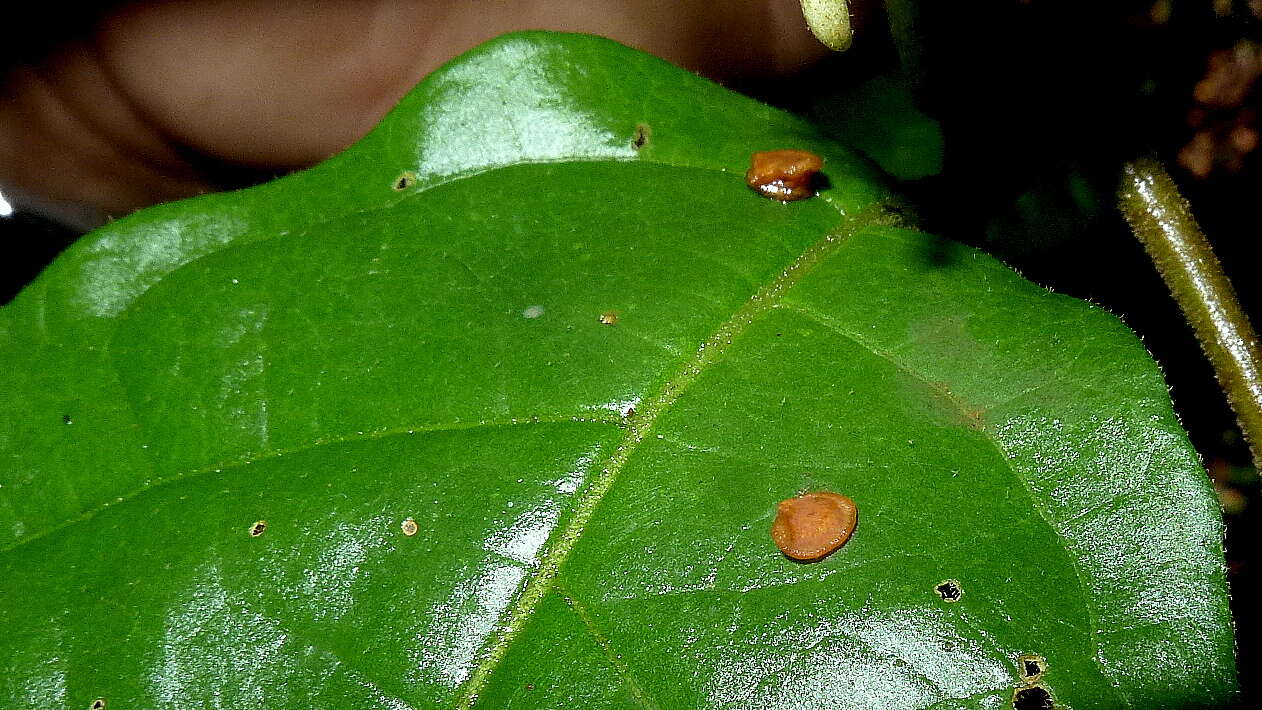 صورة Lycianthes pauciflora (Vahl) Bitter