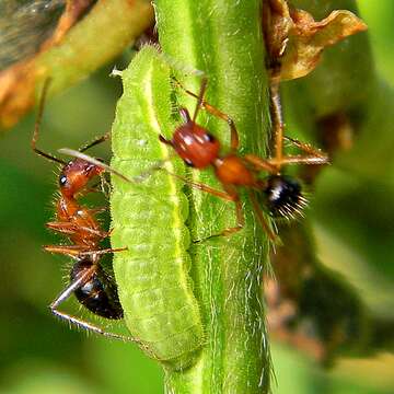 Image of Florida Carpenter Ant