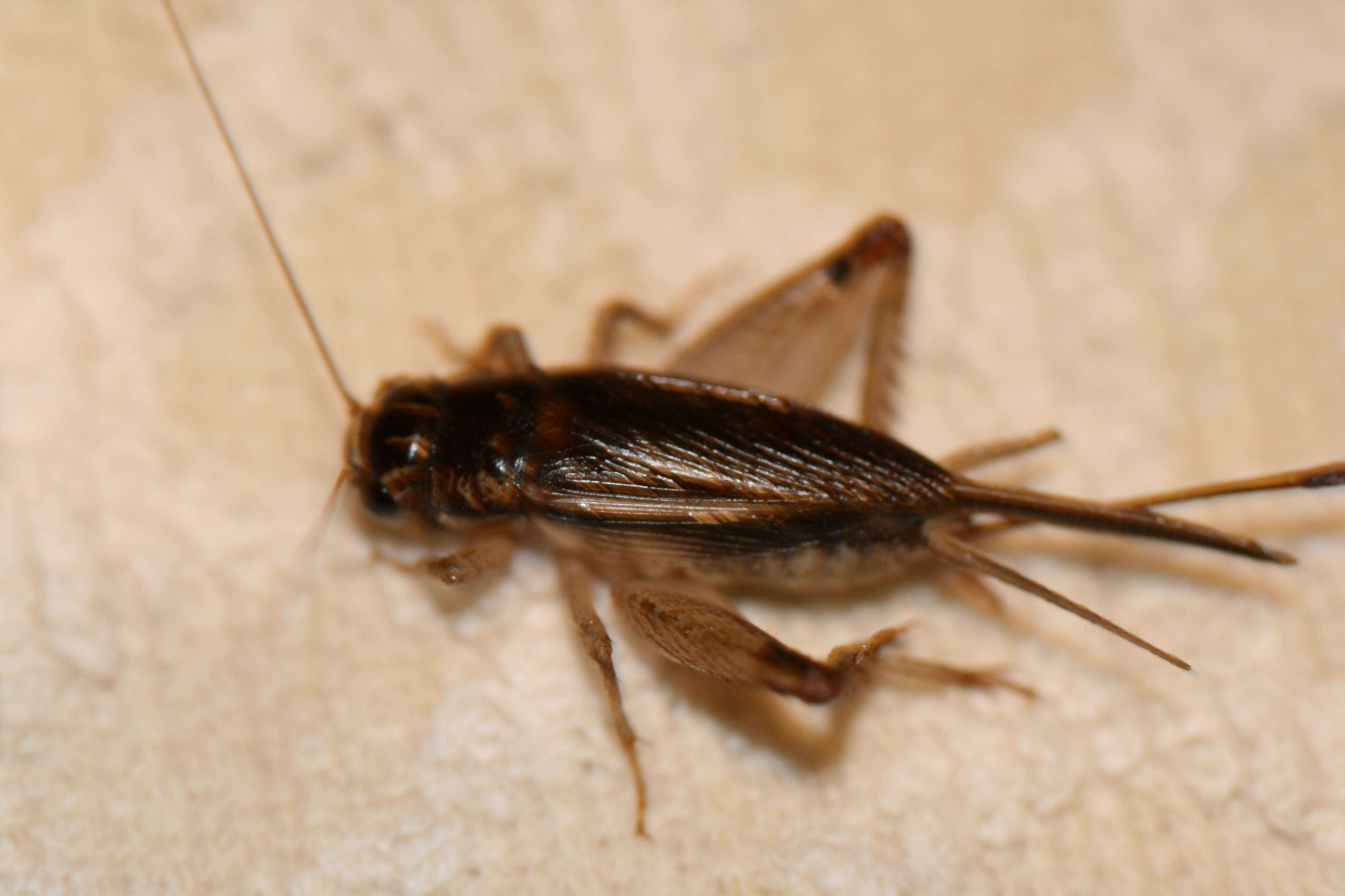 Image of Lepidogryllus