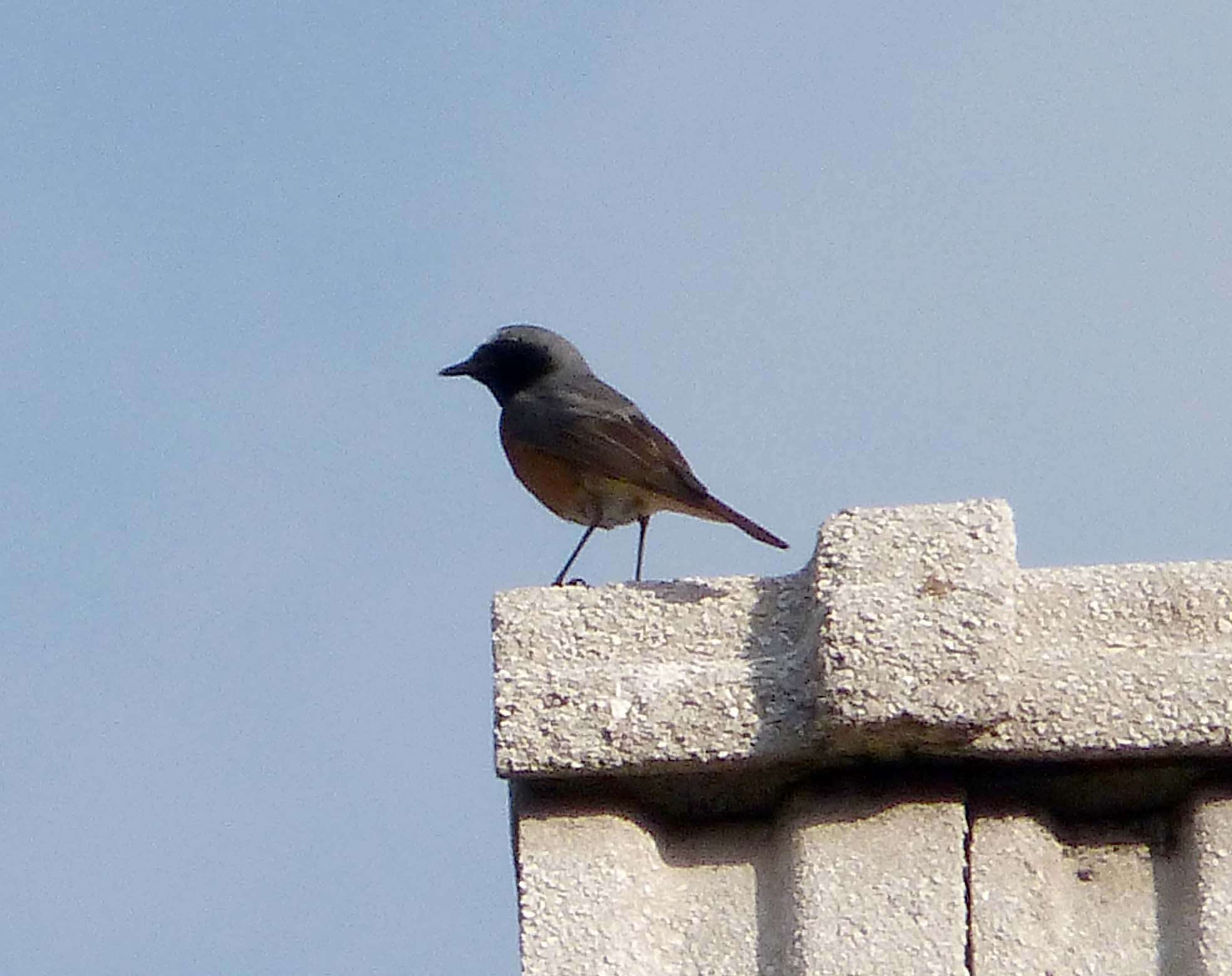 Image of Common Redstart