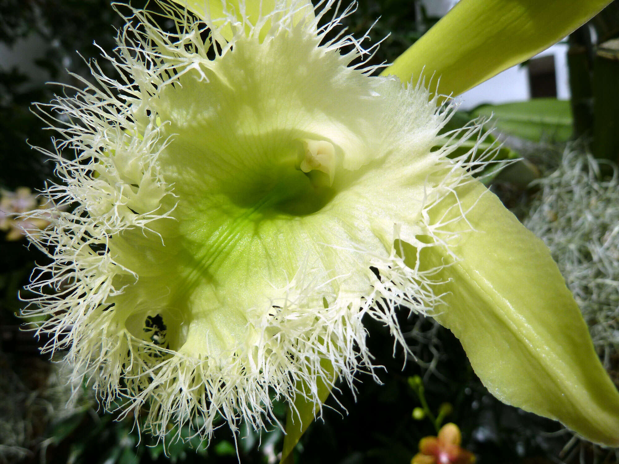 Image of Rhyncholaelia digbyana (Lindl.) Schltr.