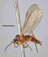 Image of Hilara cingulata Dahlbom 1850