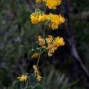 Image of Poiretia latifolia var. coriifolia (Vogel) Benth.